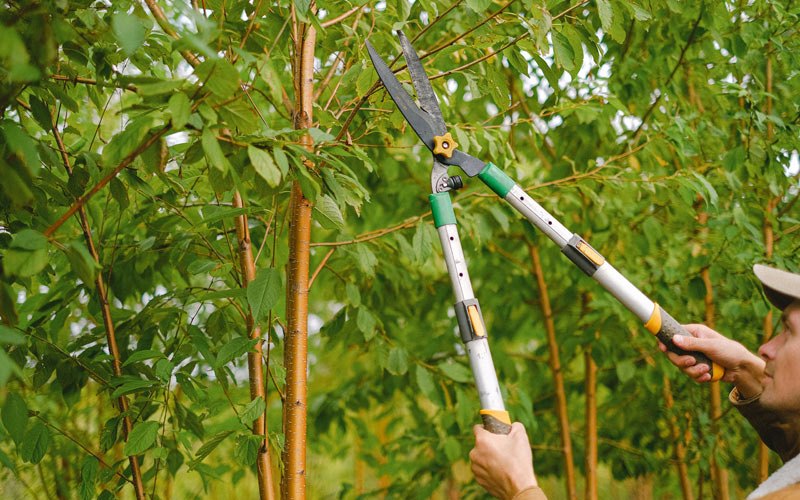 Tree trimming in Velva, ND