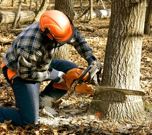 Tree Removal in Velva, ND